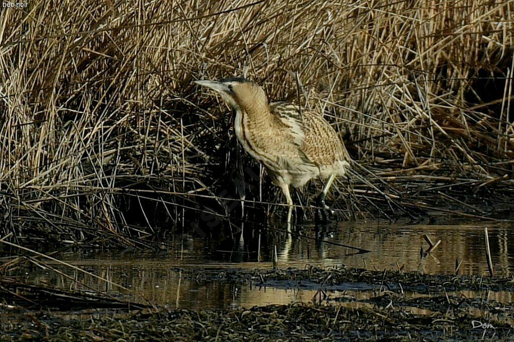 Eurasian Bittern