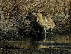 Eurasian Bittern