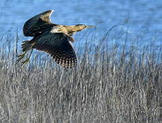 Eurasian Bittern