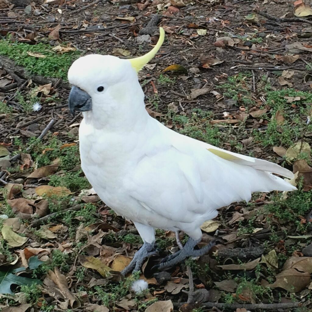 Cacatoès à huppe jaune