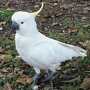 Sulphur-crested Cockatoo