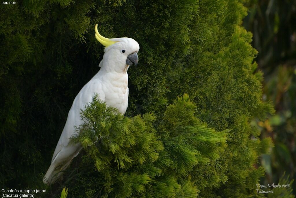 Cacatoès à huppe jaune