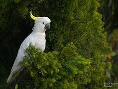 Sulphur-crested Cockatoo