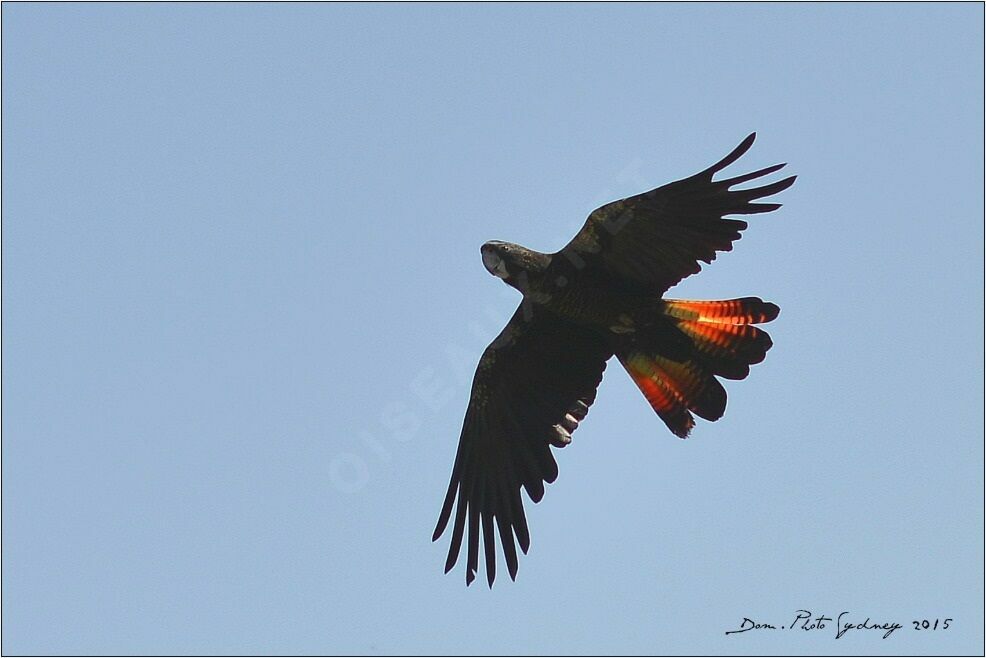 Glossy Black Cockatoo