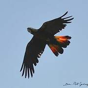 Glossy Black Cockatoo