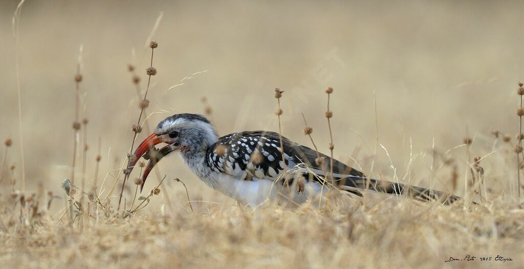 Northern Red-billed Hornbill