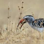 Northern Red-billed Hornbill