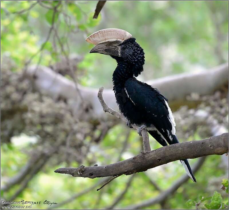 Silvery-cheeked Hornbill male adult, identification