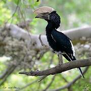 Silvery-cheeked Hornbill