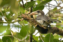 Sri Lanka Grey Hornbill