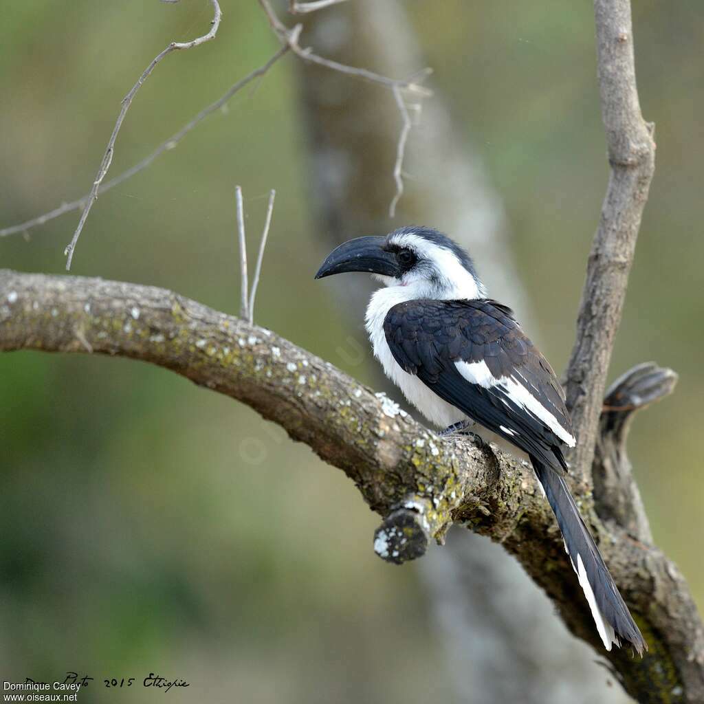 Von der Decken's Hornbill female adult, identification