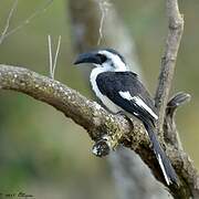 Von der Decken's Hornbill