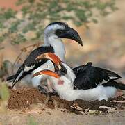 Von der Decken's Hornbill