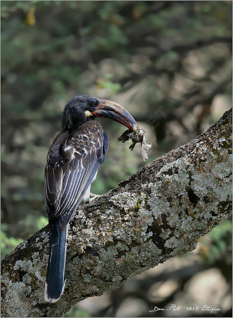 Hemprich's Hornbill