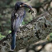 Hemprich's Hornbill