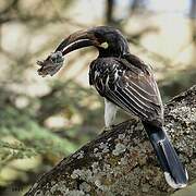 Hemprich's Hornbill