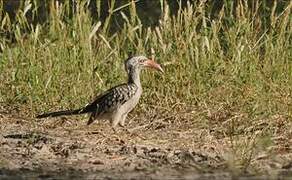 Southern Yellow-billed Hornbill