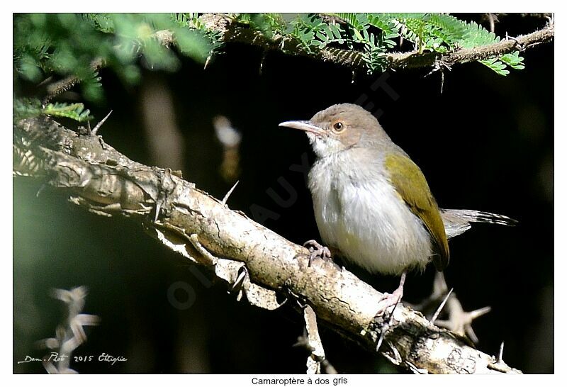 Grey-backed Camaroptera