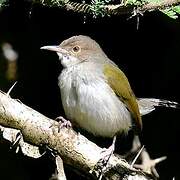 Grey-backed Camaroptera