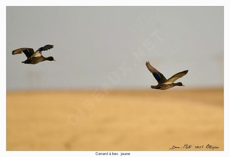 Yellow-billed Duck