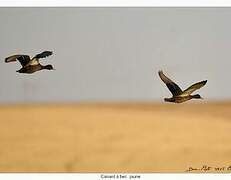 Yellow-billed Duck