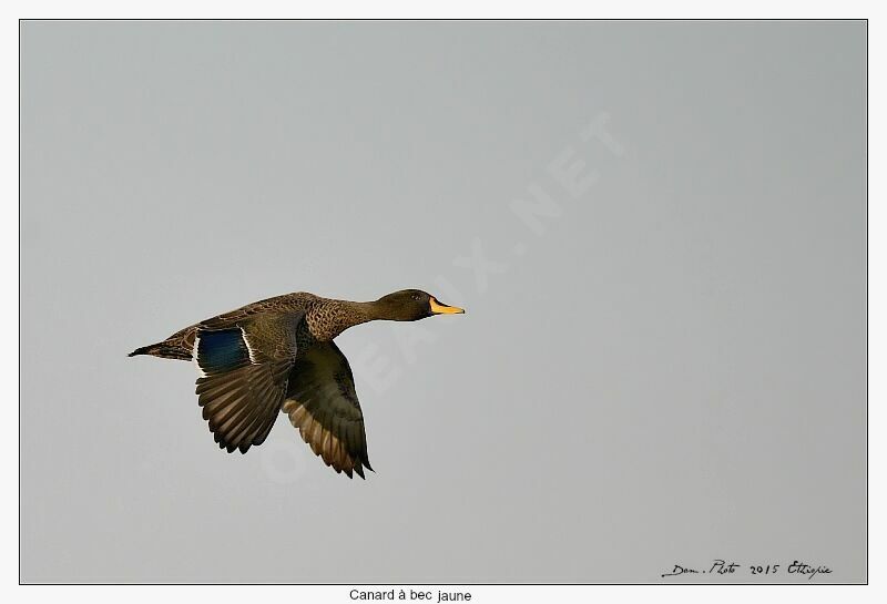 Canard à bec jaune