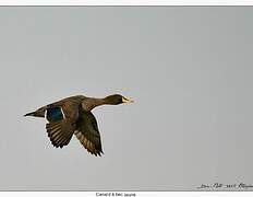 Yellow-billed Duck