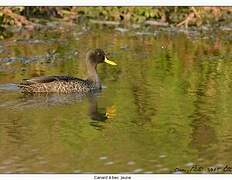 Yellow-billed Duck