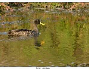 Canard à bec jaune