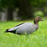 Canard à crinière