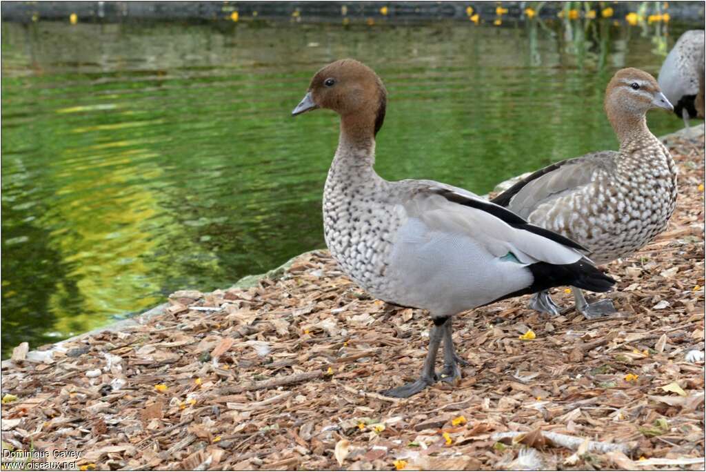 Maned Duckadult, pigmentation