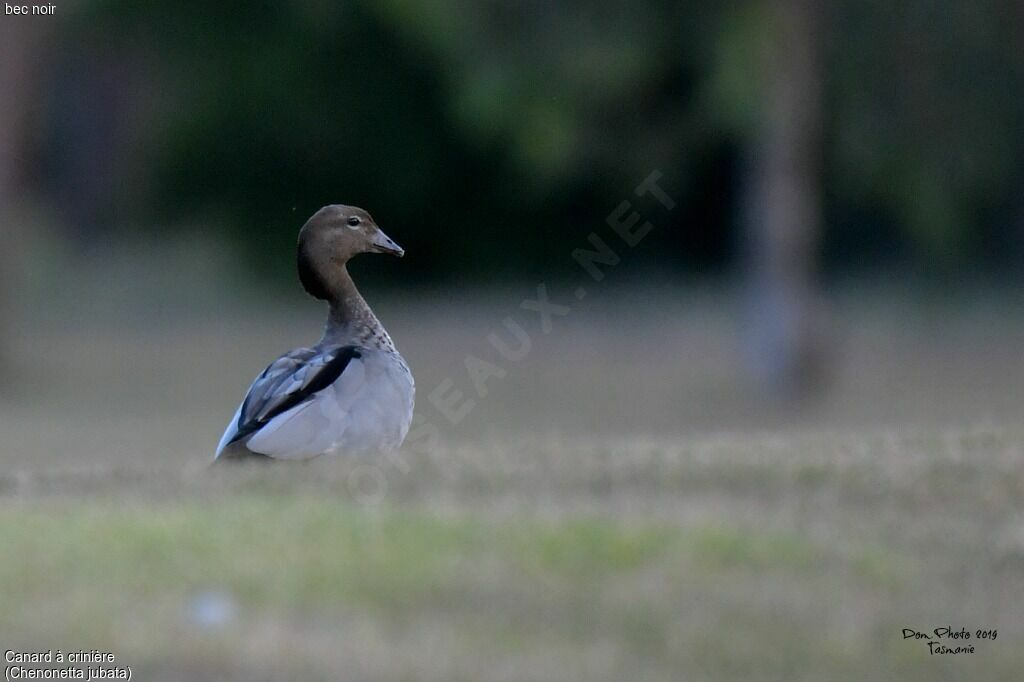 Canard à crinière