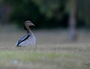 Canard à crinière