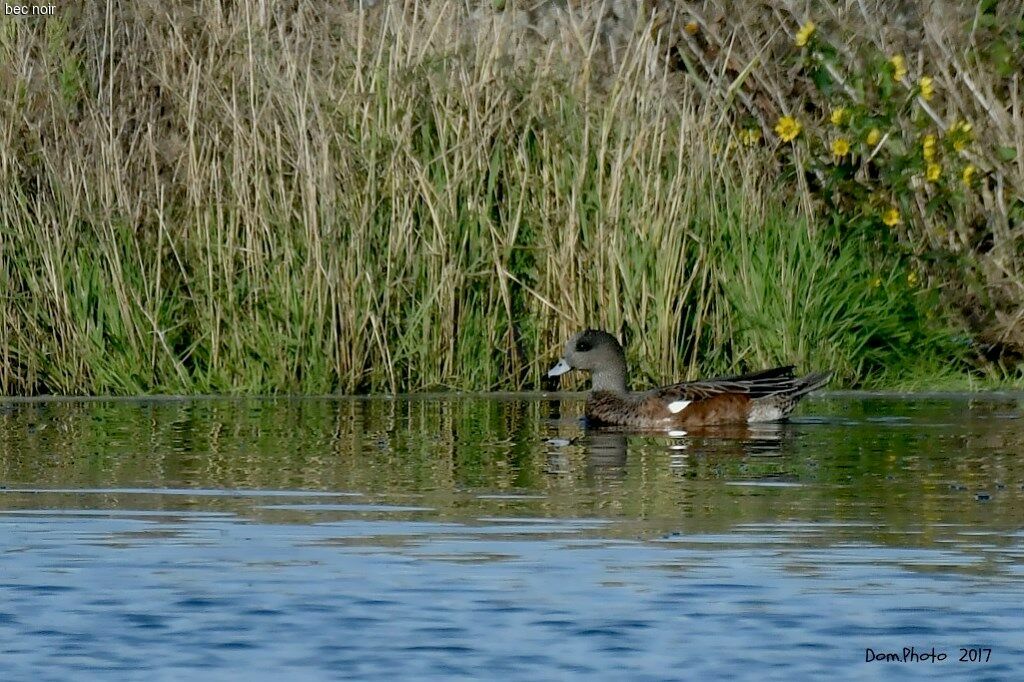 American Wigeon