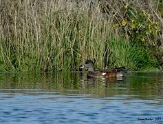 American Wigeon