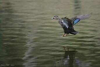 Canard à sourcils