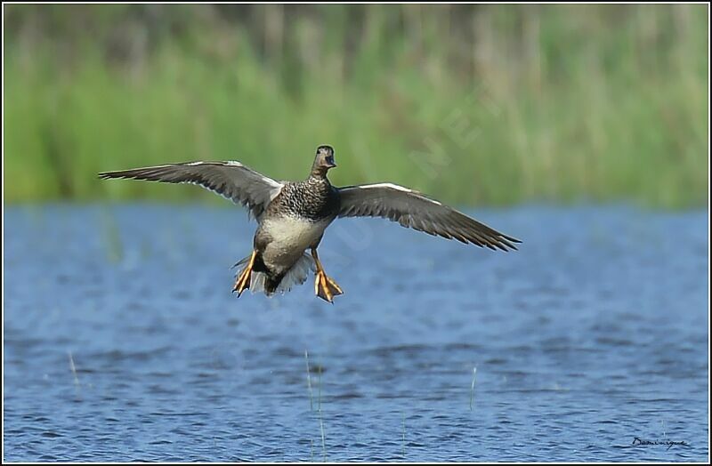 Canard chipeau