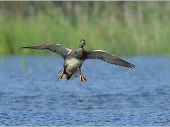 Gadwall