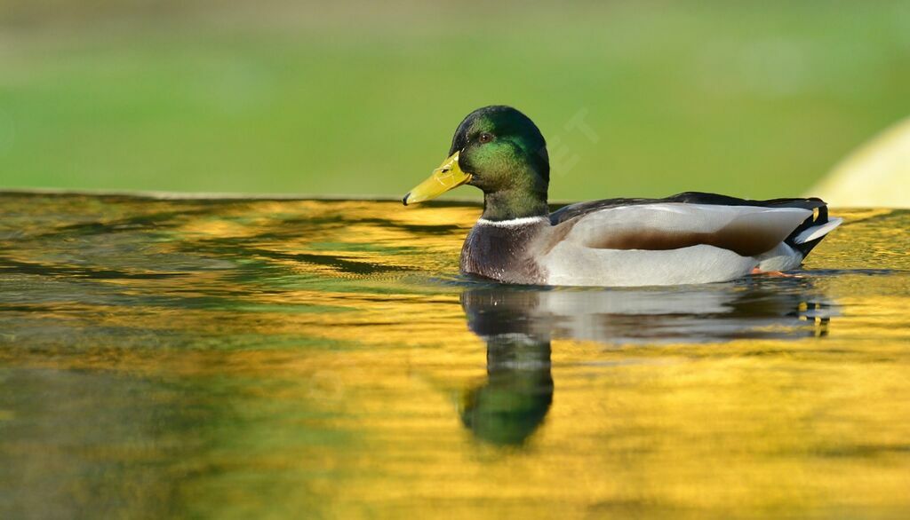 Canard colvert