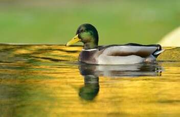 Canard colvert