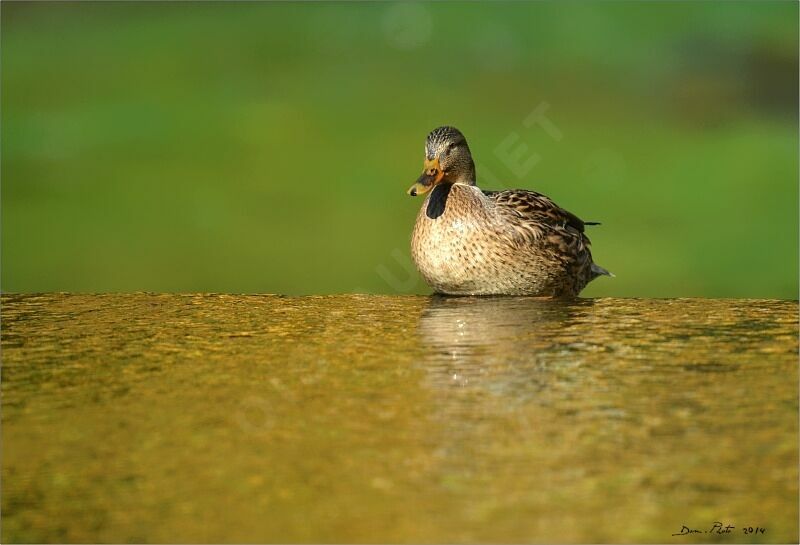 Canard colvert