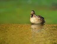 Canard colvert