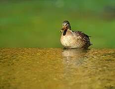 Canard colvert