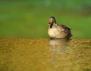 Canard colvert