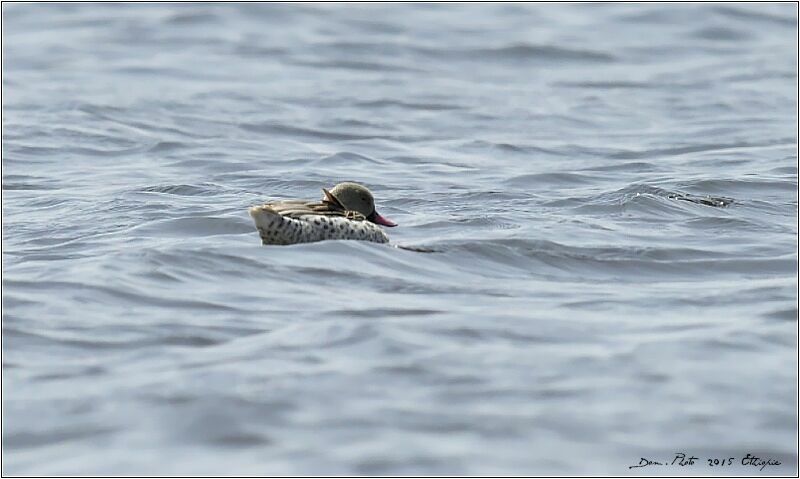 Canard du Cap