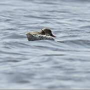 Cape Teal