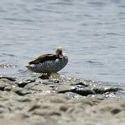 Cape Teal