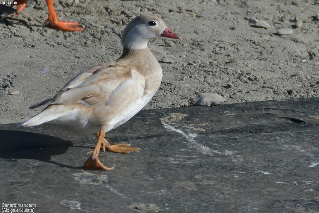 Canard mandarin femelle