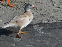 Canard mandarin