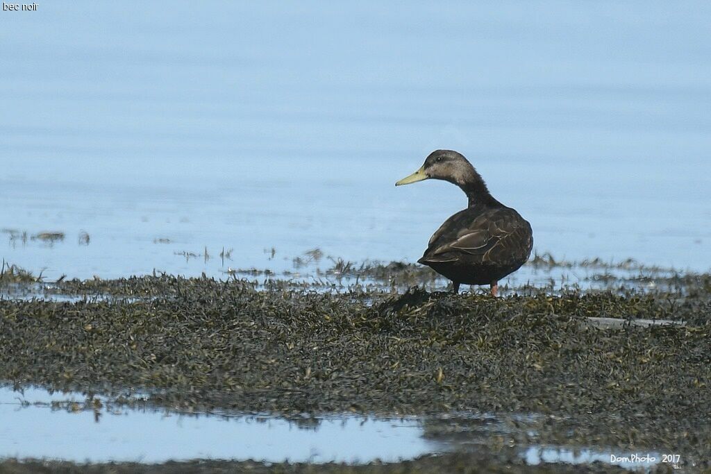 Canard noir